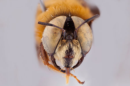[Mesoxaea male (anterior/face view) thumbnail]